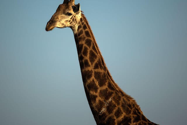 A giraffe at a wildlife park in South Africa. ‘We didn’t feel threatened because he just seemed to be inquisitive,’ said a member of the film crew