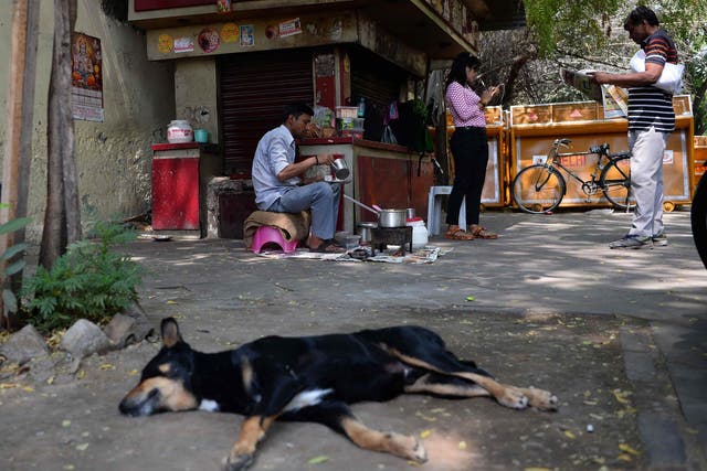 Ninety-nine per cent of all human cases of rabies result from contact with an infected dog