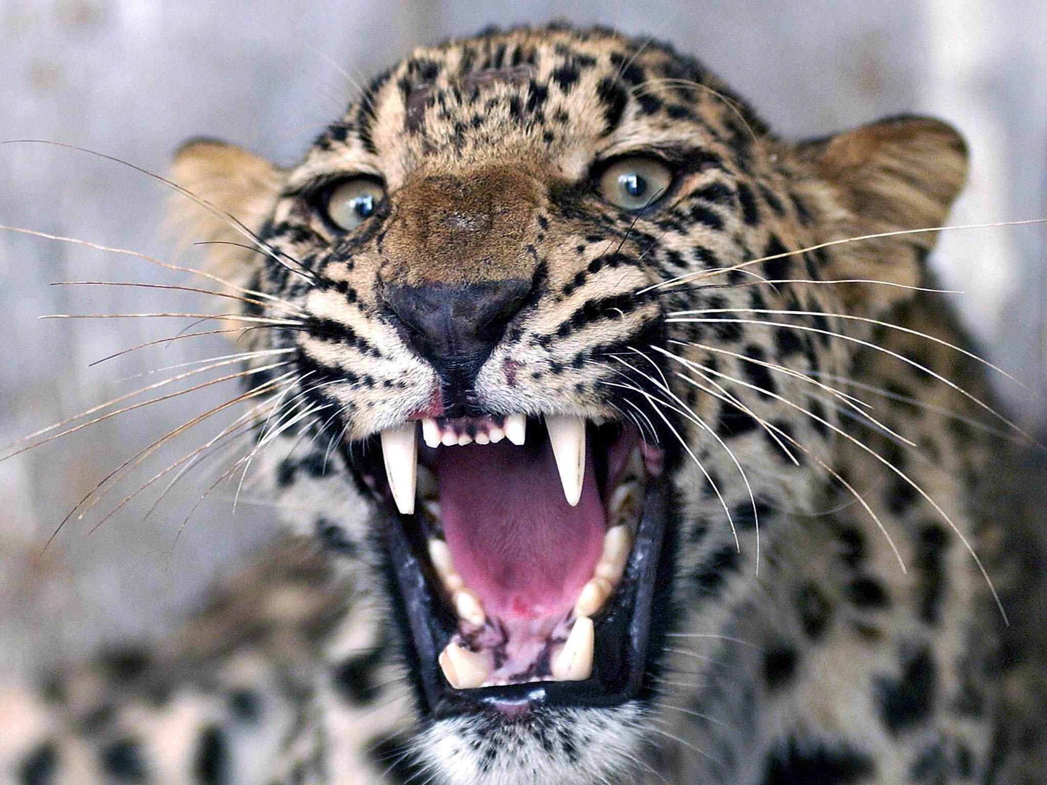 Stock image of leopard in Pakistan roaring as employees of the Wildlife Department try to give it an injection in 2006