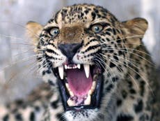 Leopard killed by hunters after 21 people are mauled to death