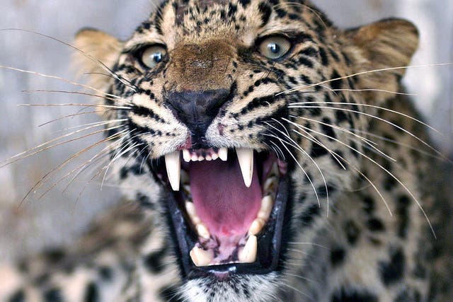 Stock image of leopard in Pakistan roaring as employees of the Wildlife Department try to give it an injection in 2006