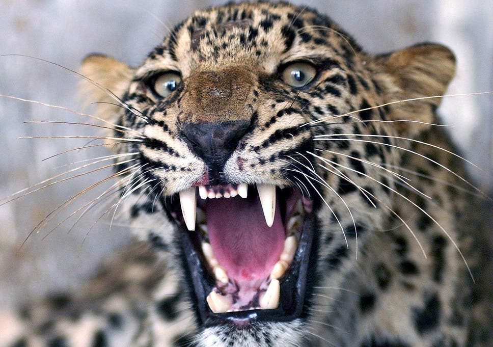 Image result for The leopard that struck the man