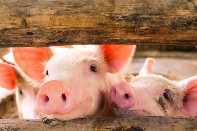 Cute idea: researchers have managed to bring pig brains back to ‘life’ for up to 36 hours