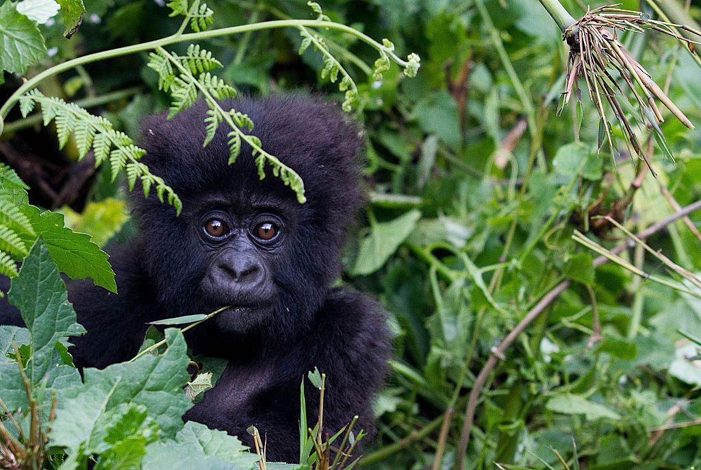 A baby mountain gorilla in the Sabyinyo Mountains of Rwanda (Getty)