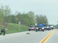 Policeman shoots groundhog dead as it tries to cross busy road