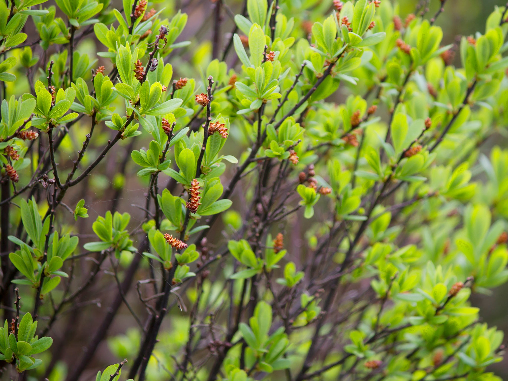 Bog myrtle leaves were once used to flavour beer (Getty)