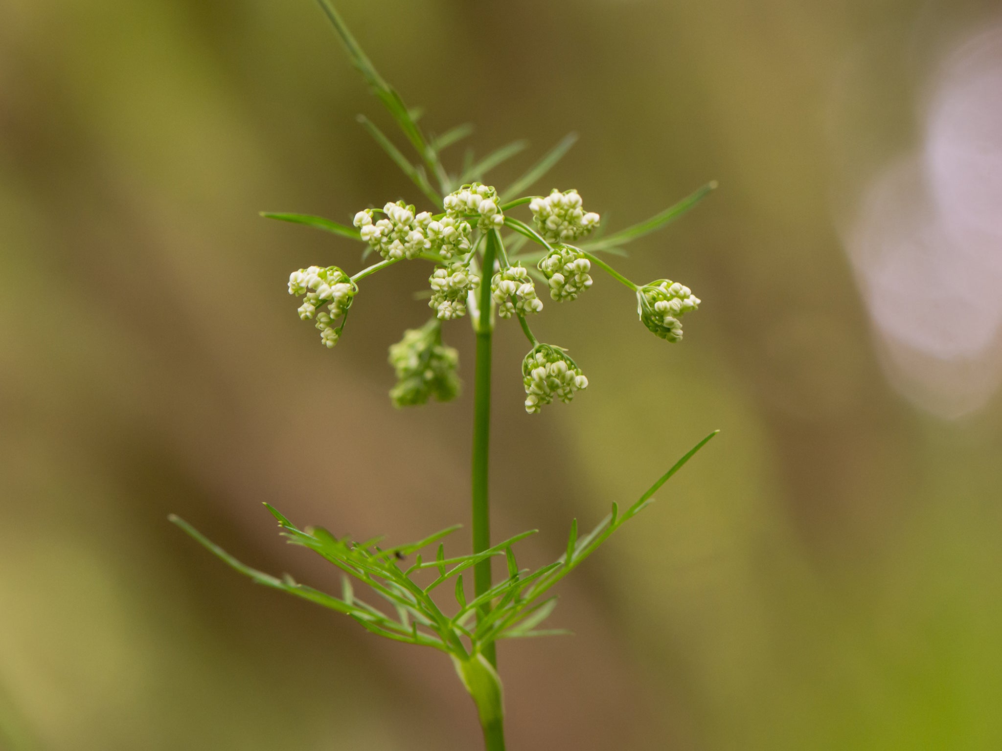 Pignut is one of a wild pigs’ favourite foods