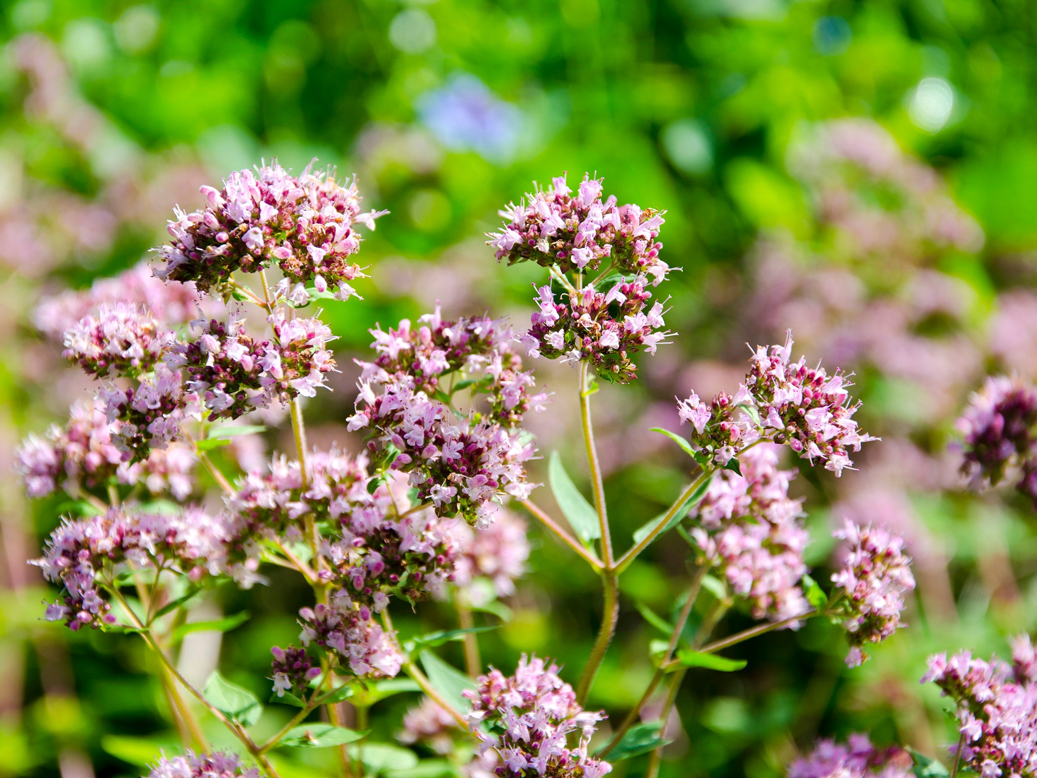 Marjoram smells like pizza and attracts butterflies (Getty)