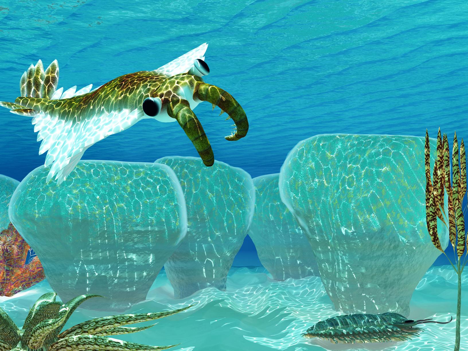Anomalocaris was an invertebrate predator that emerged during the Cambrian explosion