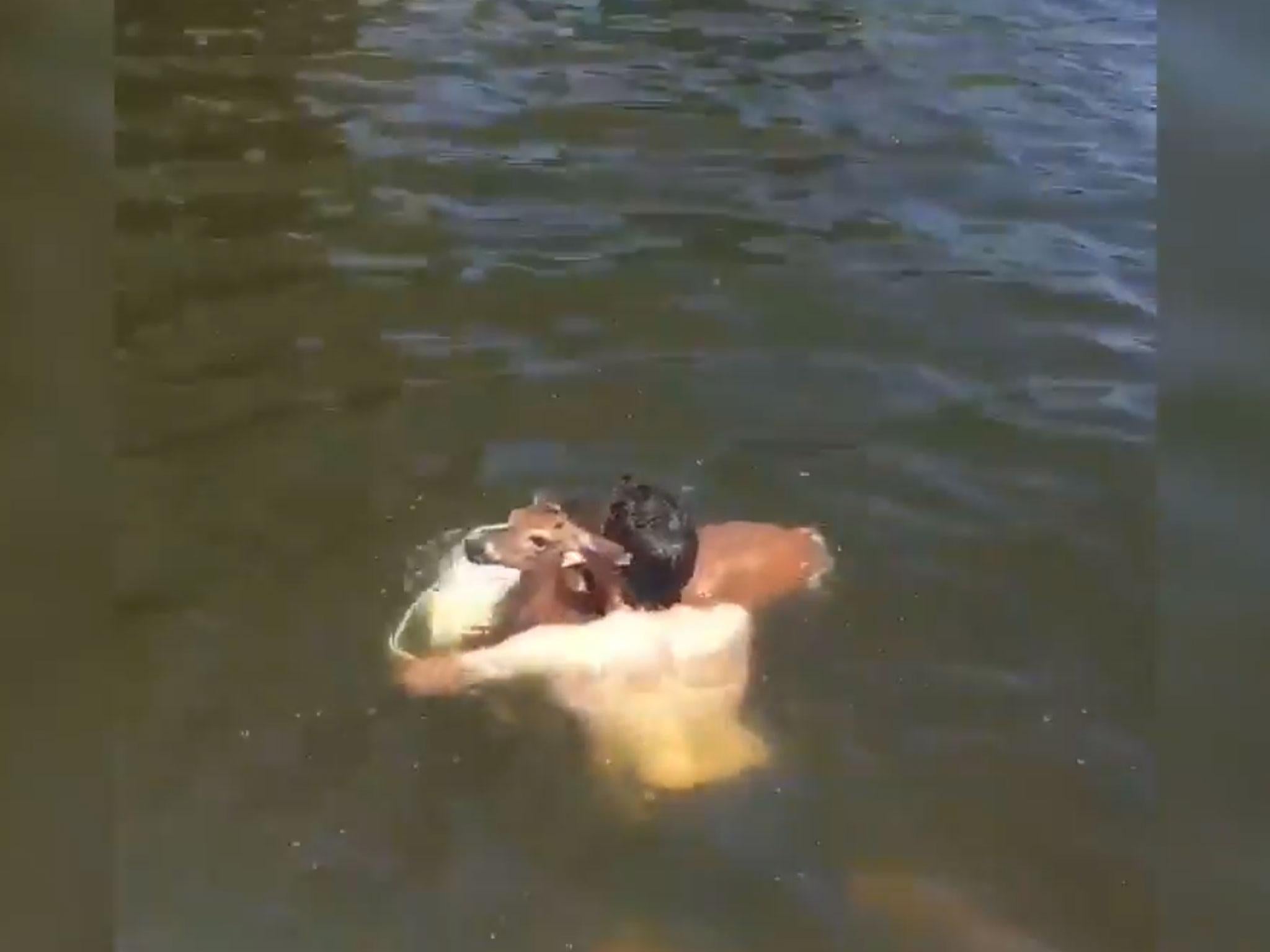 A Texas man rescuing a deer from a lake