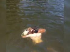 Texas man rescues struggling deer from drowning