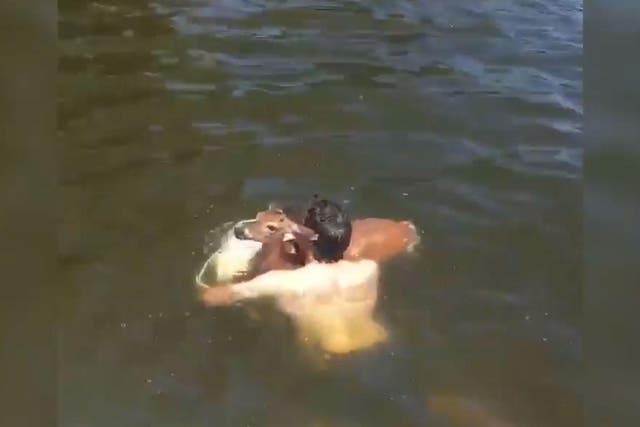 A Texas man rescuing a deer from a lake