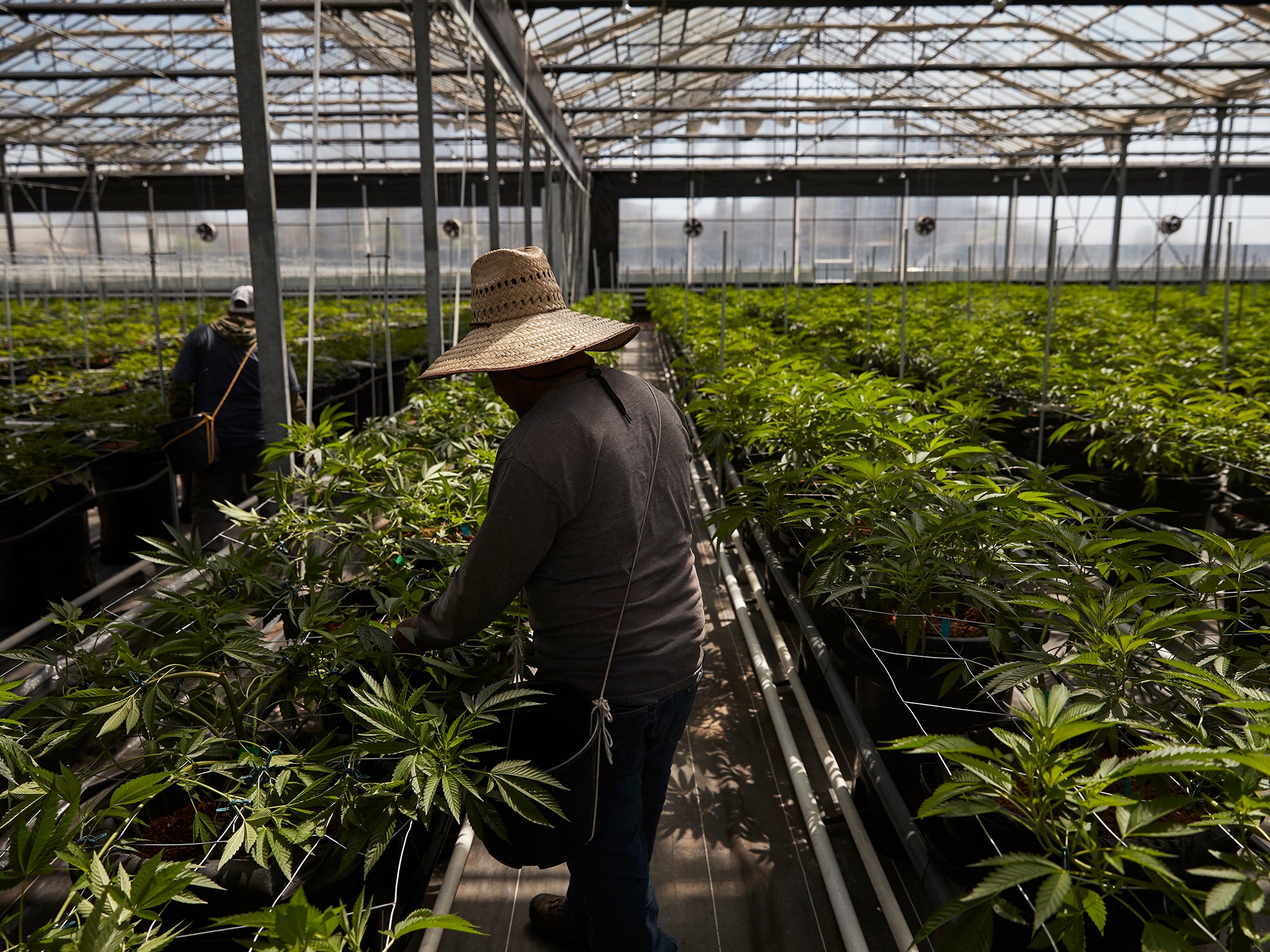 Workers in a greenhouse growing cannabis plants in Carpinteria
