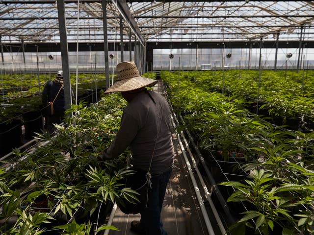 Workers in a greenhouse growing cannabis plants in California