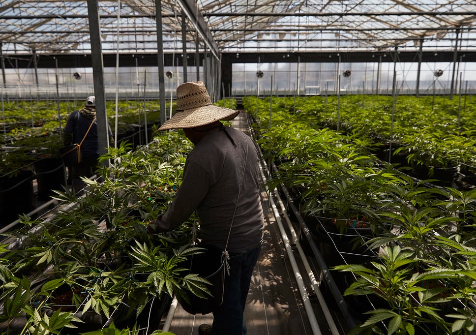 Workers in a greenhouse growing cannabis plants in Carpinteria