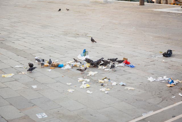 Pigeons feeding on rubbish in Venice