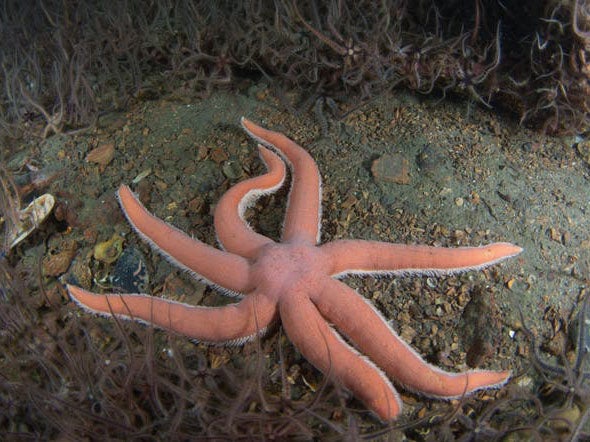 Luidia starfish can be found among the German shipwrecks