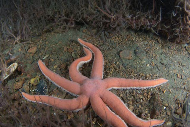 Starfish were injected with the hormone and within a few minutes adopted a 'humped' posture, similar to that used when feeding