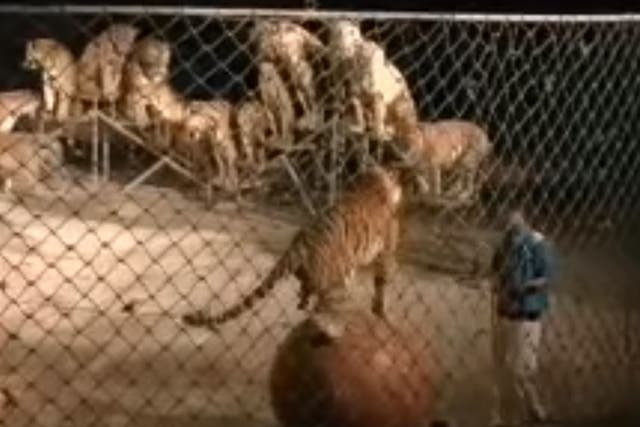 More than a dozen tigers forced to perform at Xiongsen Bear & Tiger Mountain Village