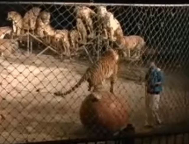 More than a dozen tigers forced to perform at Xiongsen Bear & Tiger Mountain Village