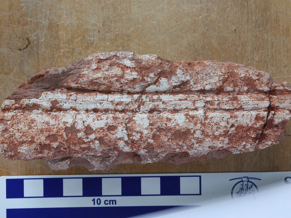 Fragment of left jaw belonging to Magyarosuchus fitosi crocodile