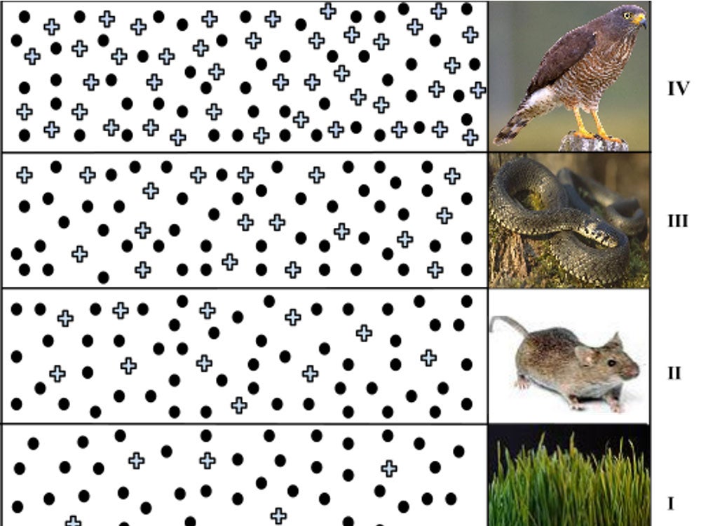 Chain reaction: biomagnification means toxins (crosses) become more concentrated further up the food chain