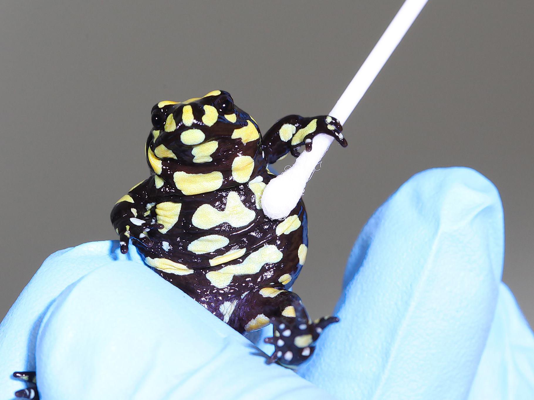 Corroboree frog getting tested for chytrid fungus by scientists