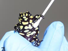 Origin of plague causing ‘amphibian extinction crisis’ discovered