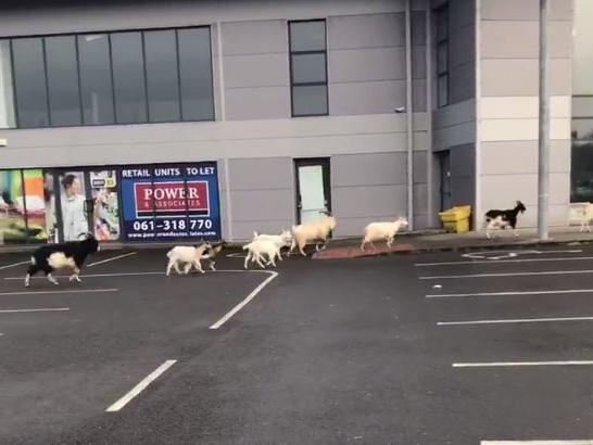 At least 22 goats have been roaming Ennis for weeks