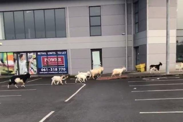 At least 22 goats have been roaming Ennis for weeks