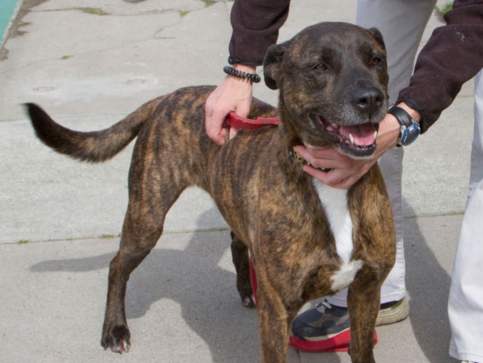 Dog shoots owner in the leg in Iowa and appears to cry The