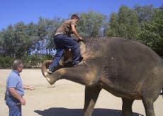 Shocking footage of elephants being stunned and abused emerges