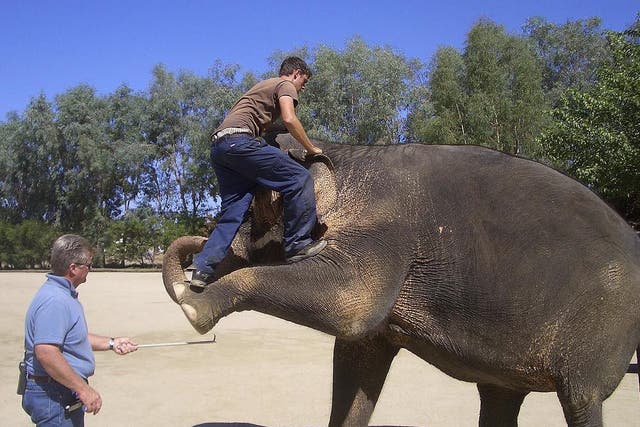Tai, the elephant, at the training facility being stood on by a worker while another stands poised with an electrified cattle prod. ADI
