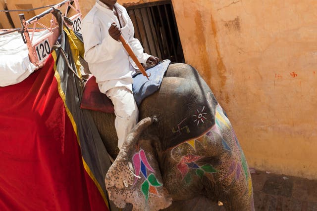 An elephant being ridden by a mahout with a bullhook at Amber Fort in Jaipur, India