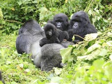 DR Congo approves oil drilling in two protected World Heritage Sites