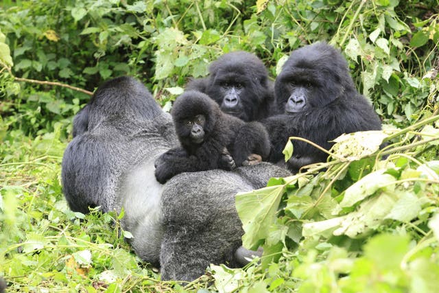 A band of mountain gorillas rest in a clearing in Virunga national park in the Democratic Republic of Congo