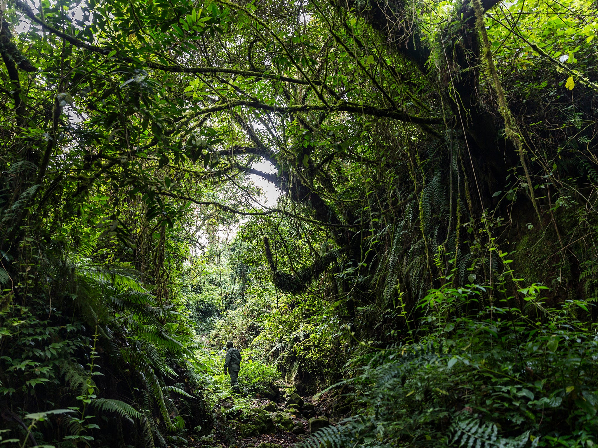 Two Britons who were kidnapped by an armed group while visiting the Virunga National Park have been released following an operation by the Congolese army and park rangers to rescue them