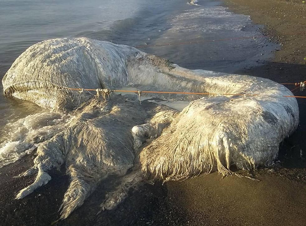 Mysterious hairy sea creature dubbed 'globster' washes up on Philippines beach | The Independent | The Independent