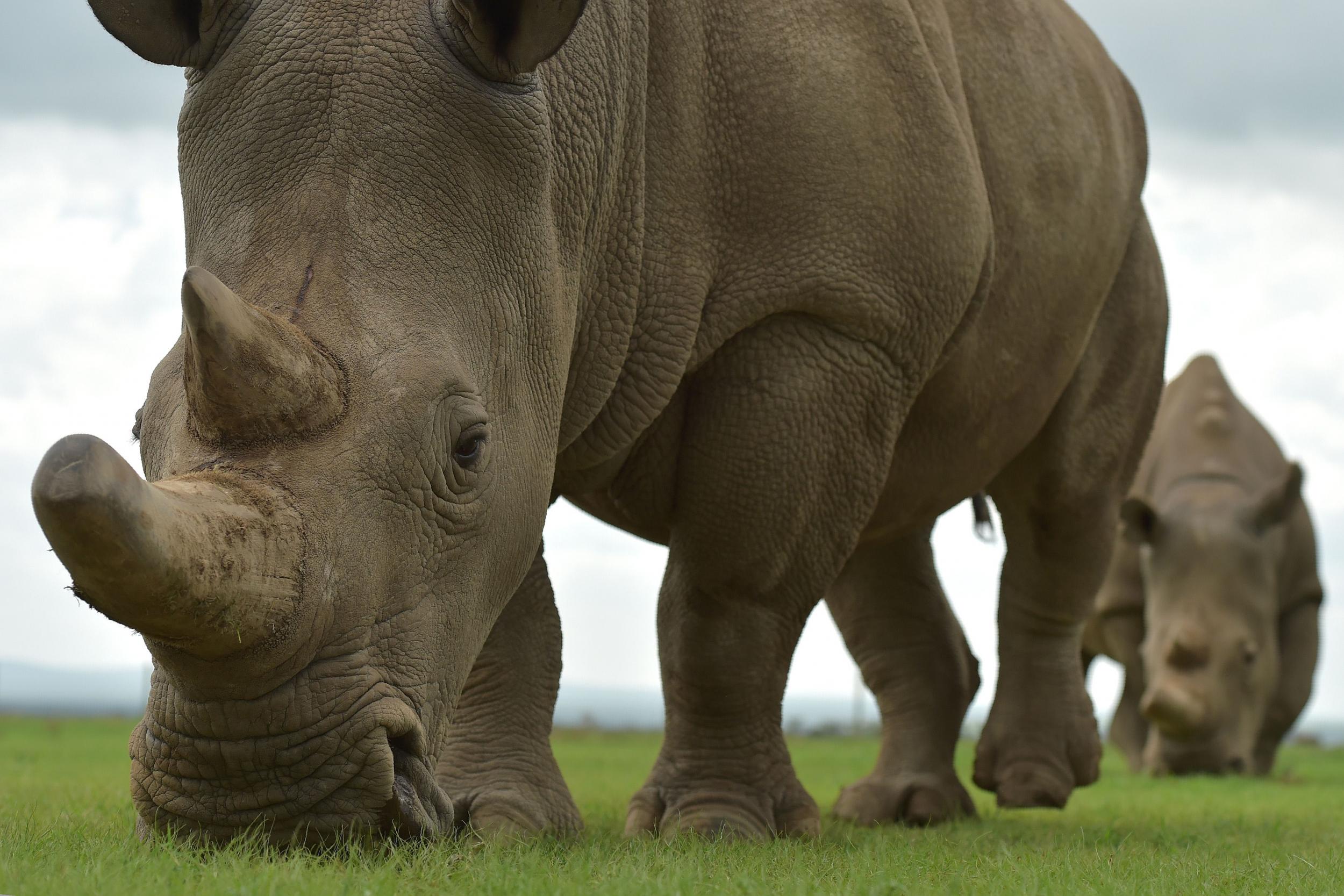 The world's last two remaining female northern white rhinos live in Kenya