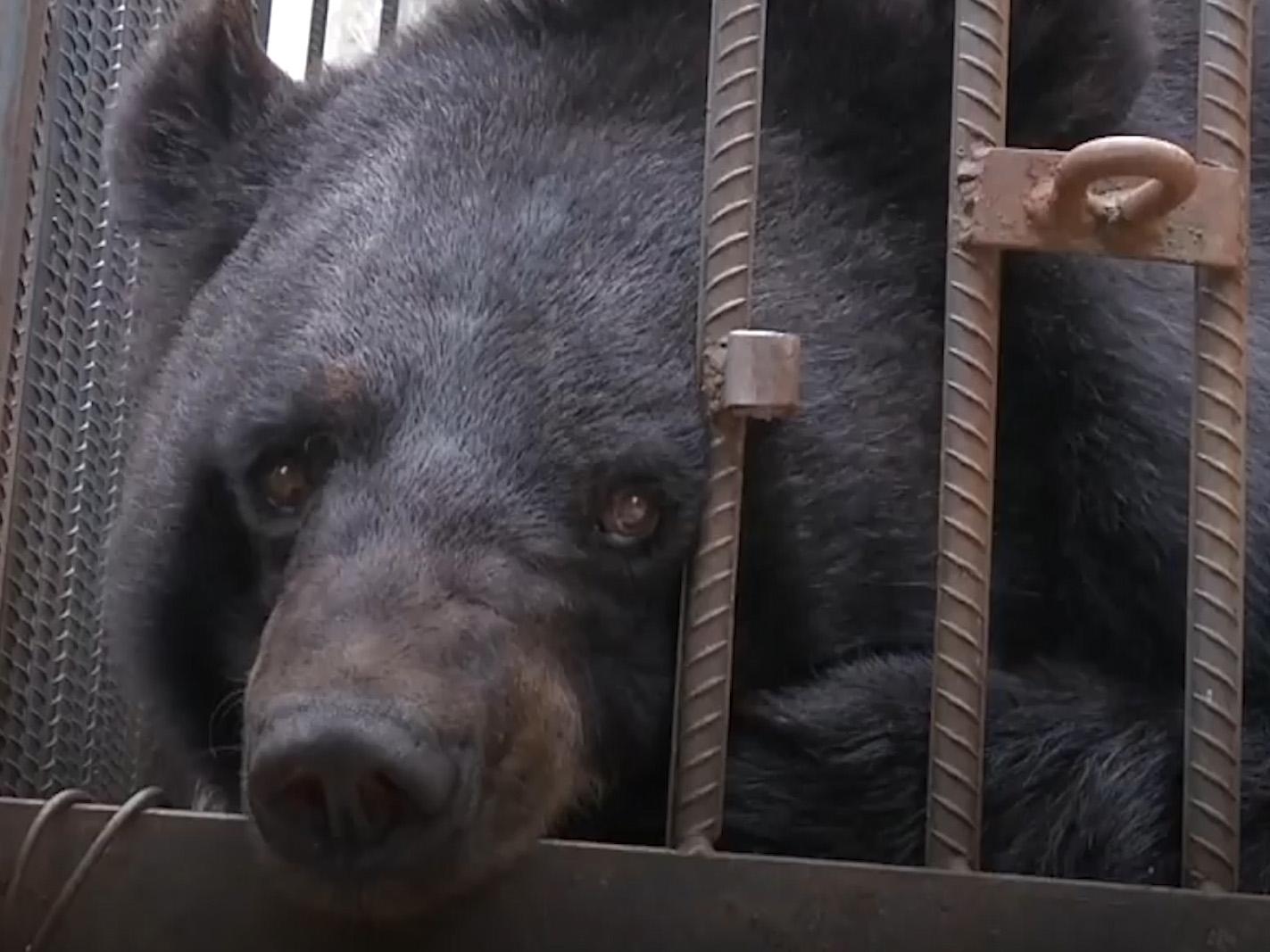 black bear pet