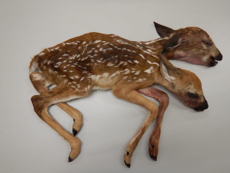 Two-headed deer discovered in forest described as 'amazing' by ...