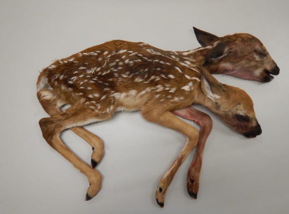Twoheaded deer discovered in forest described as 'amazing' by