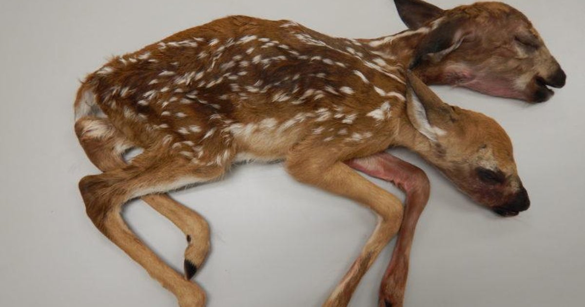 Two-headed deer discovered in forest described as 'amazing' by scientists |  The Independent | The Independent