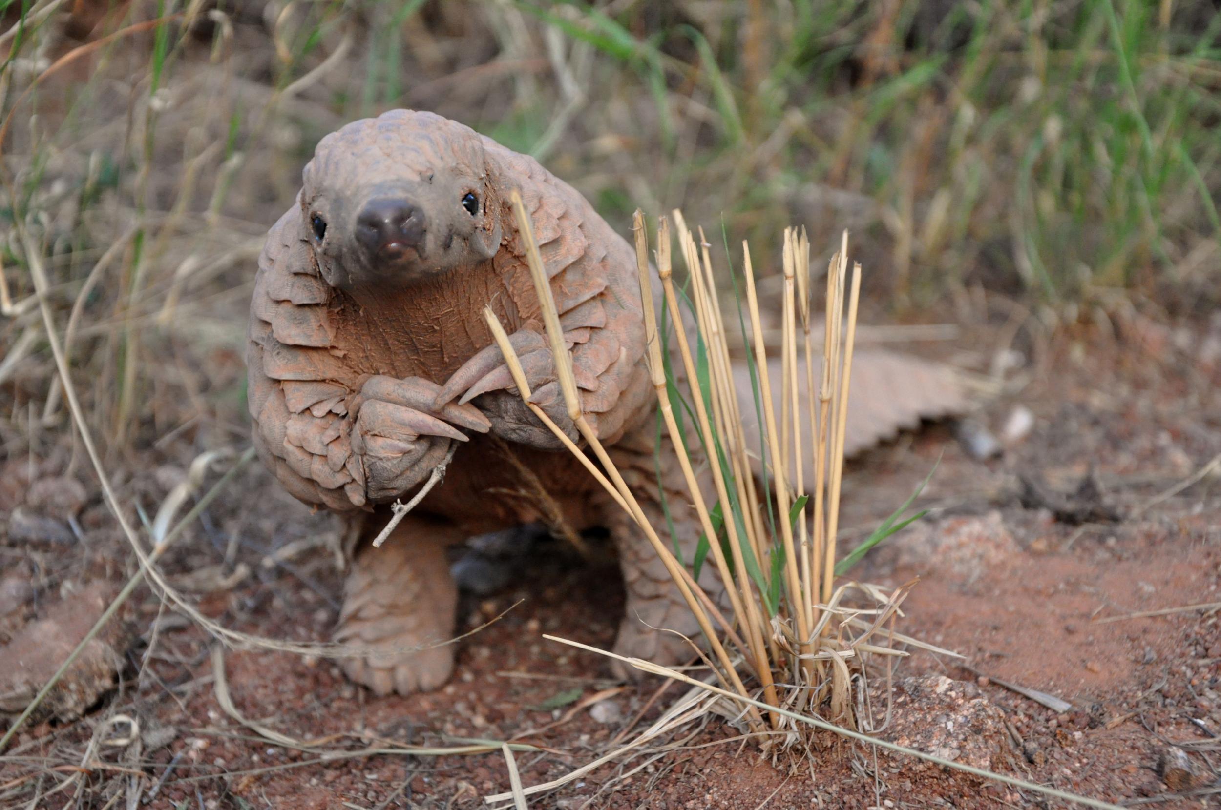 A Cape pangolin from Namibia: cute, but doomed