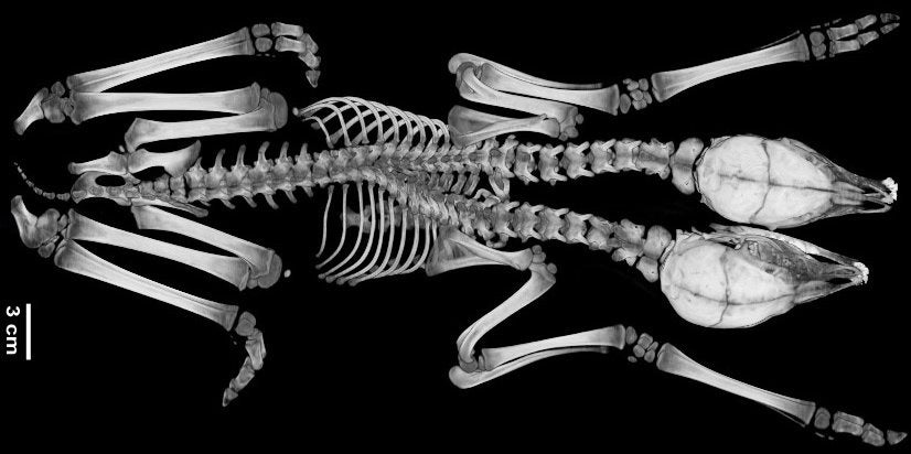 Skeleton of the conjoined fawns as revealed by a CT scan that shows their separate heads and necks