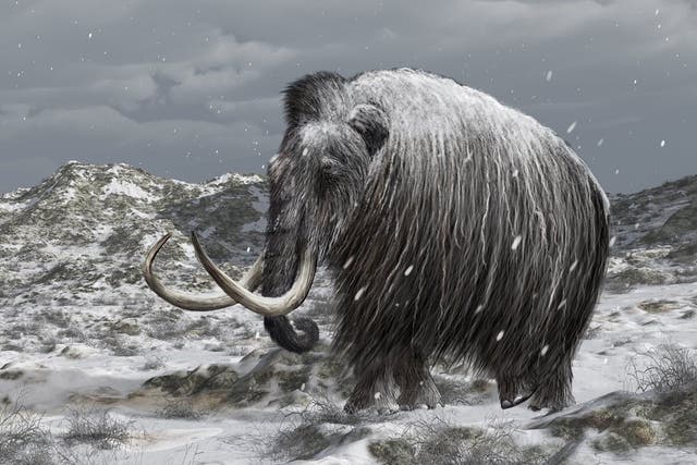 Scientists hope reintroducing mammoth-like creatures could help reduce carbon emissions