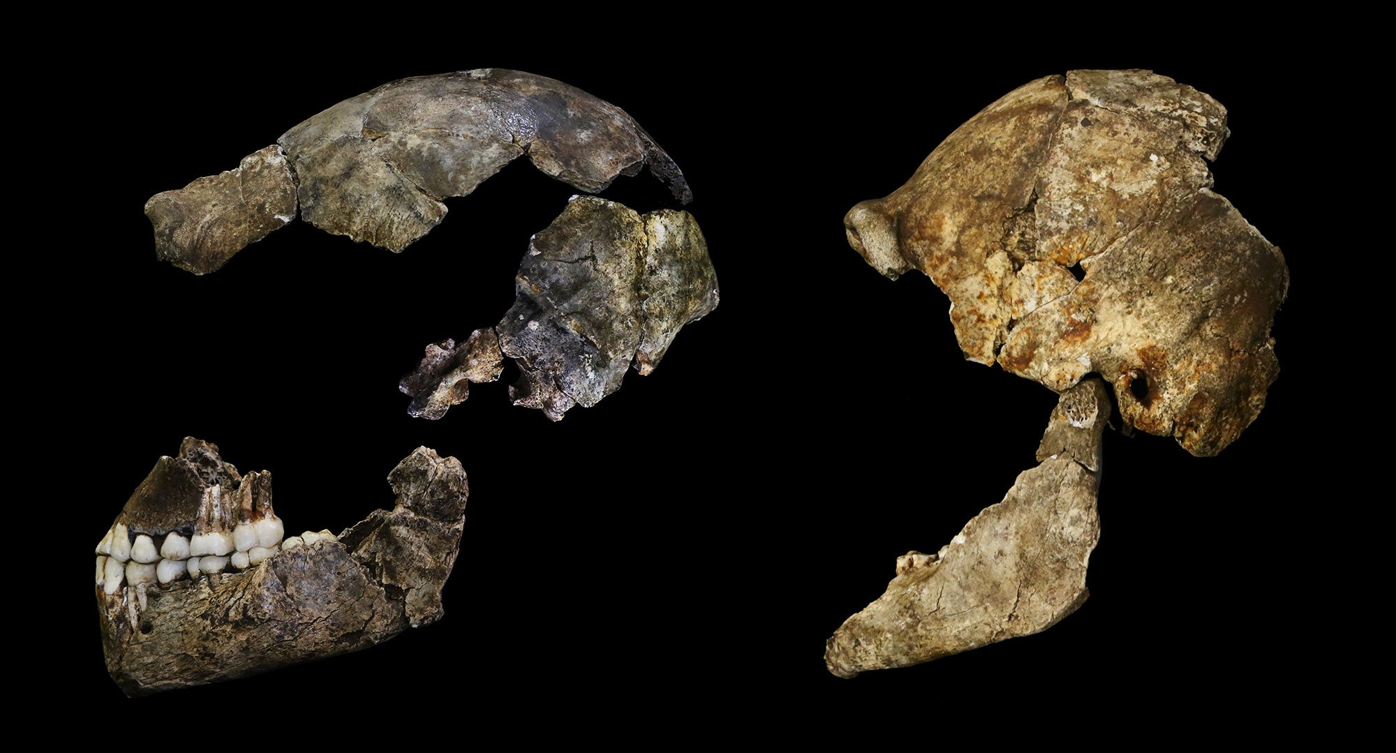 The skulls of Homo naledi bear traces on their inside surfaces of the shape of their brains