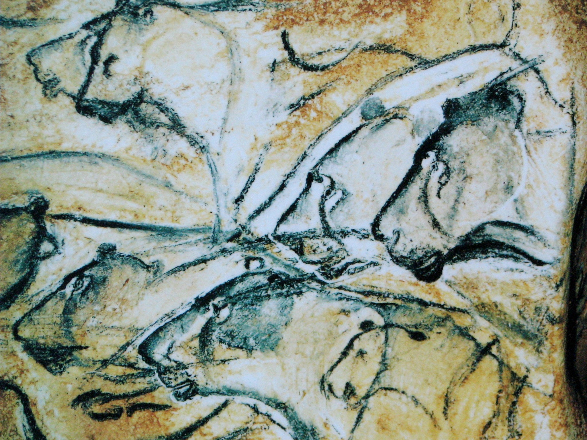 Cave painting of lions drawn on the walls of the Chauvet Pont d'Arc Cave in the south of France. It was painted about 30,000 years ago