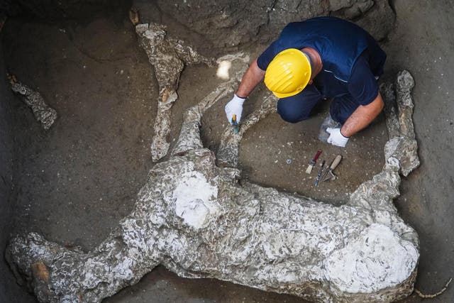An expert works on the cast of a parade horse found during excavations at Pompeii
