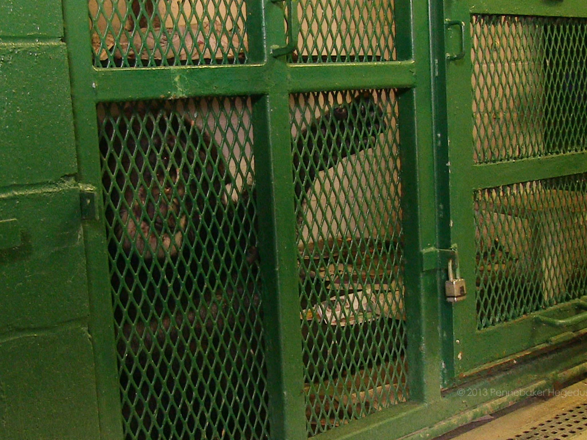 Tommy, as seen in the documentary film ‘Unlocking the Cage’